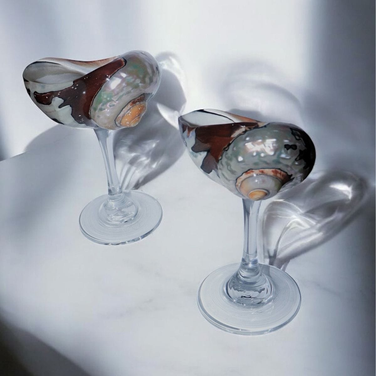 Clear African Turbo Shell Glass