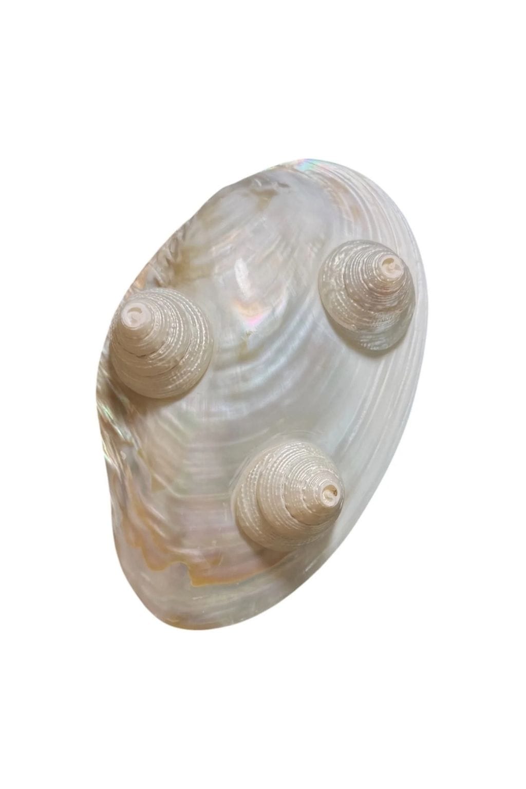 Large oval mother of pearl dish with iridescent finish and three decorative shell embellishments.